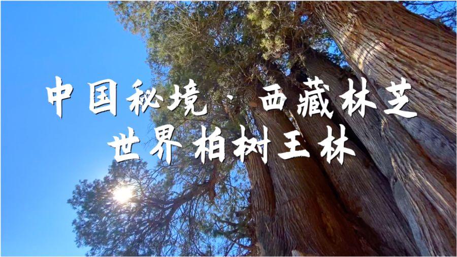 射击弹跳球